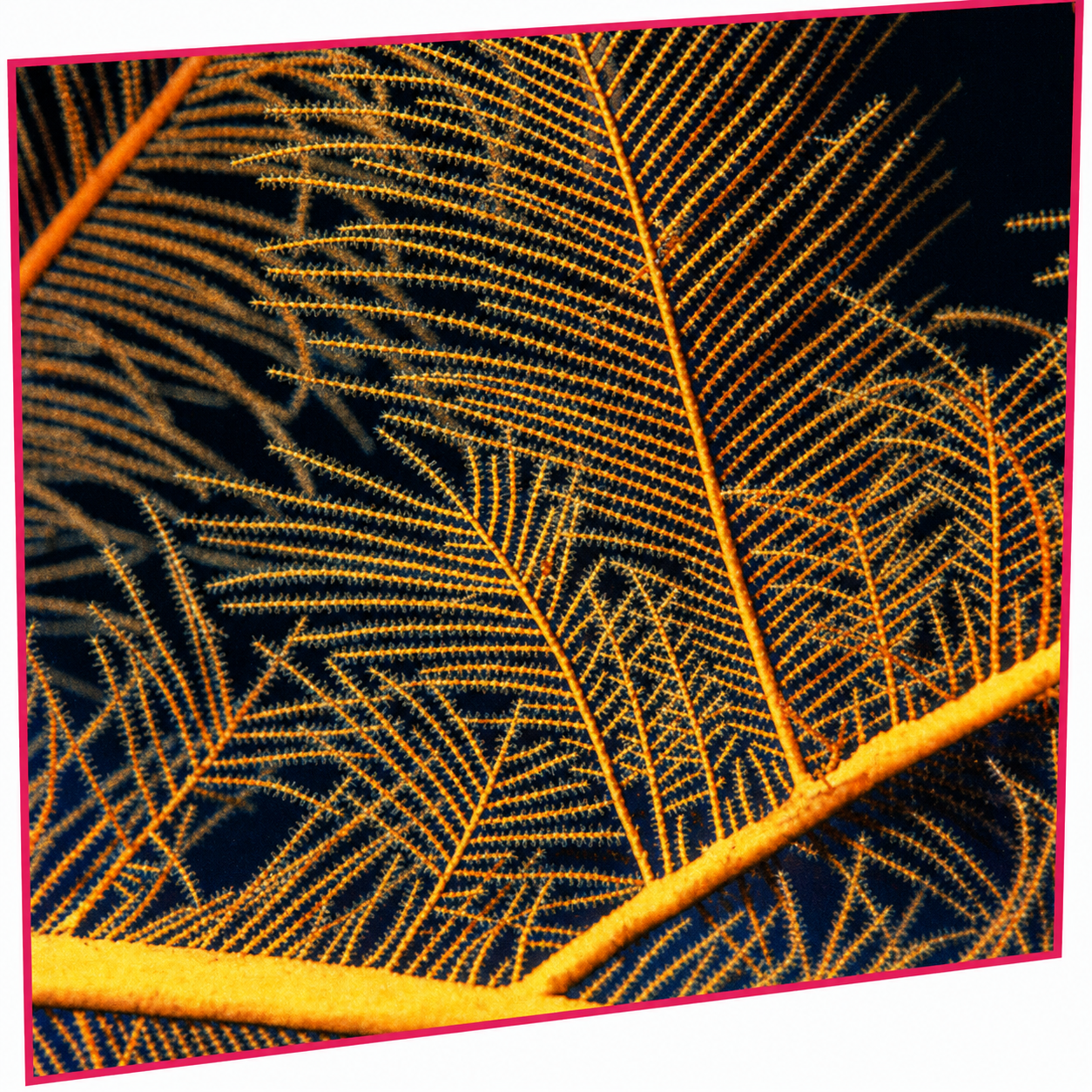 Close-up of a yellowish-orange sea fan with branching structures resembling a plant.