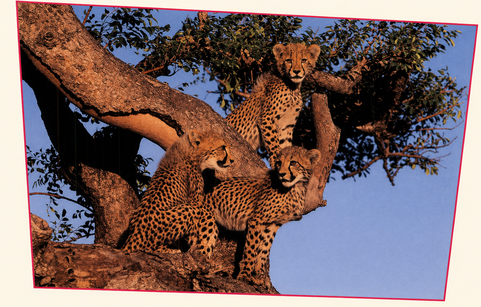 Three spotted cheetahs resting in the branches of a large tree against a blue sky.