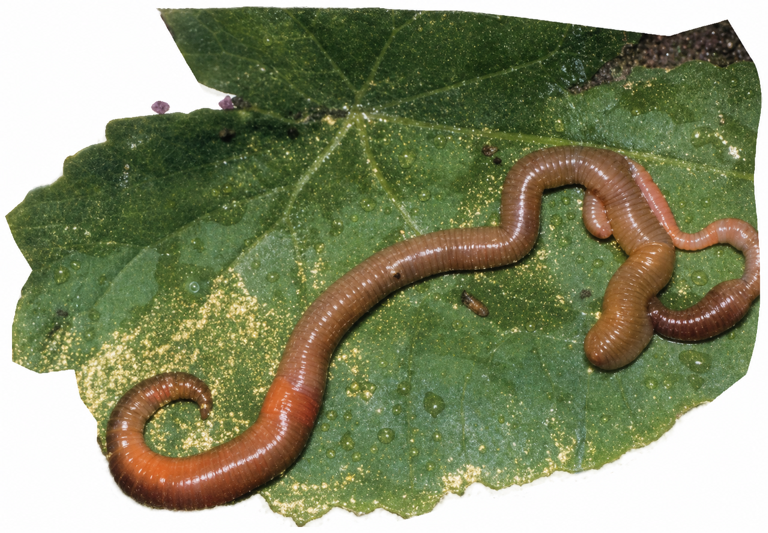 Two long, pinkish earthworms resting on a large, vibrant green leaf.