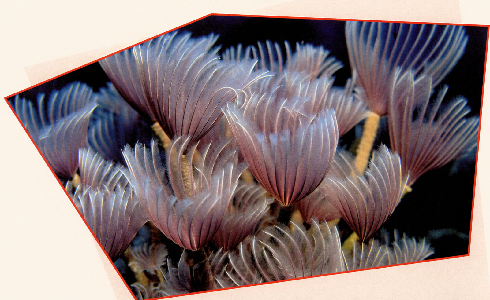 Underwater shot of a cluster of feather duster worms, extending delicate, translucent purple and white feathery fans to feed.