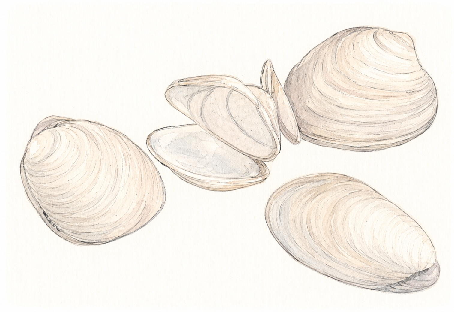 Hand-drawn illustrations of several clam shells shown from different angles, highlighting their rounded shapes and growth rings.
