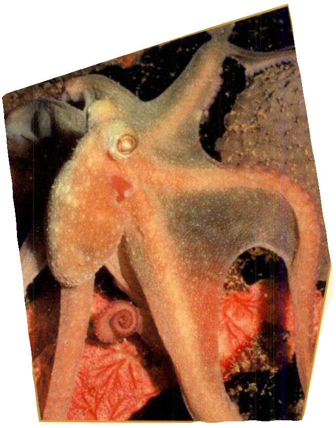 An underwater close-up of a large octopus with its orange and pink skin displaying a bumpy texture as it maneuvers its many arms.