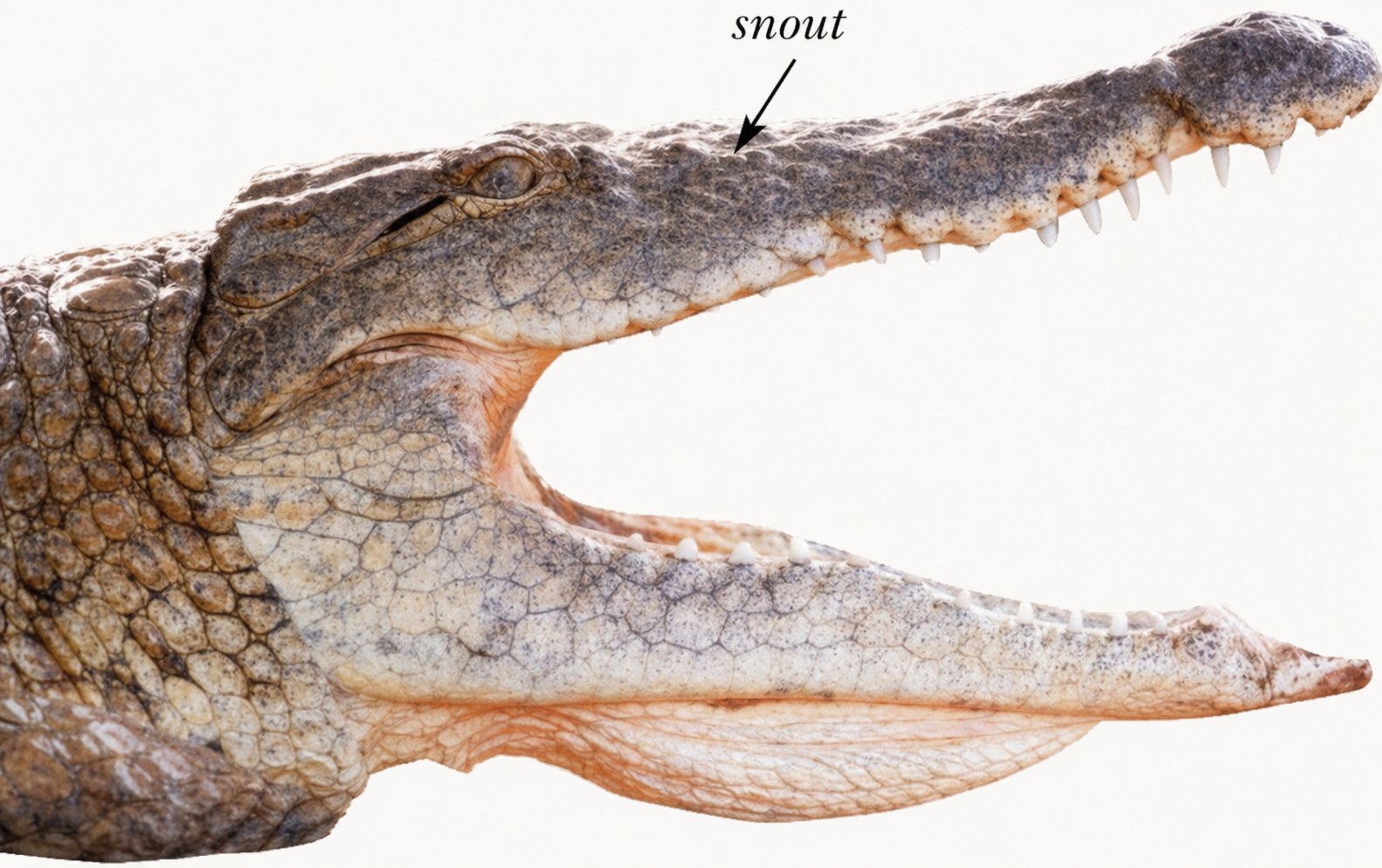 A close-up of a crocodile with its mouth wide open, displaying its teeth and bumpy, textured scales.