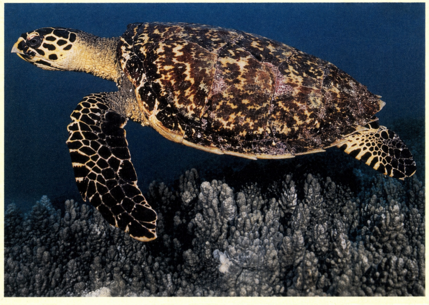 An underwater photograph of a green sea turtle swimming over a coral reef.