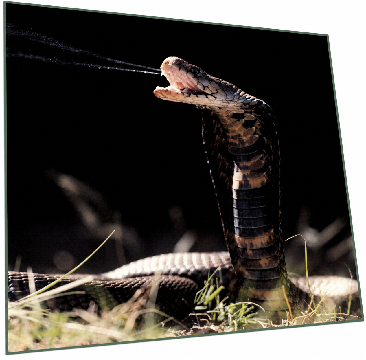 A dark cobra striking with venom spraying from its fangs.