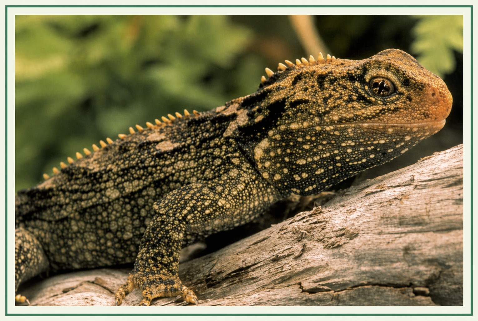 A scaly, lizard-like tuatara sitting on a rock or log.