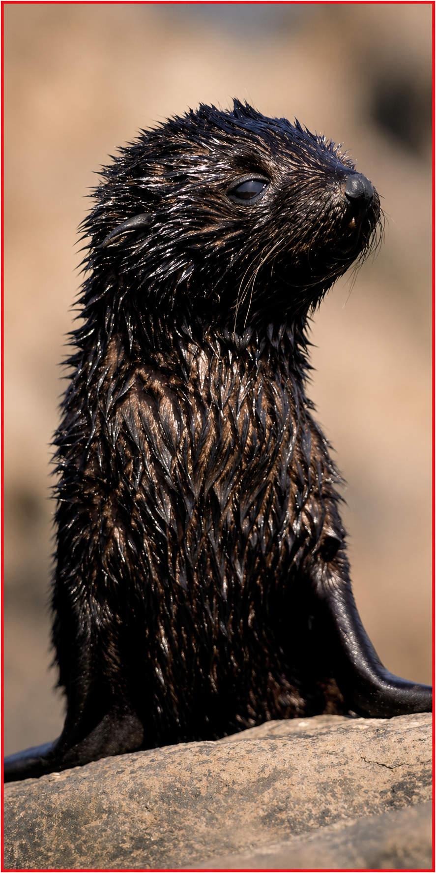 A close-up view of a wet fur seal sitting on a rock. Its dark, sleek fur is clumped together by the water.